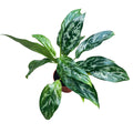 Aglaonema ‘Green Lady’ 3pp