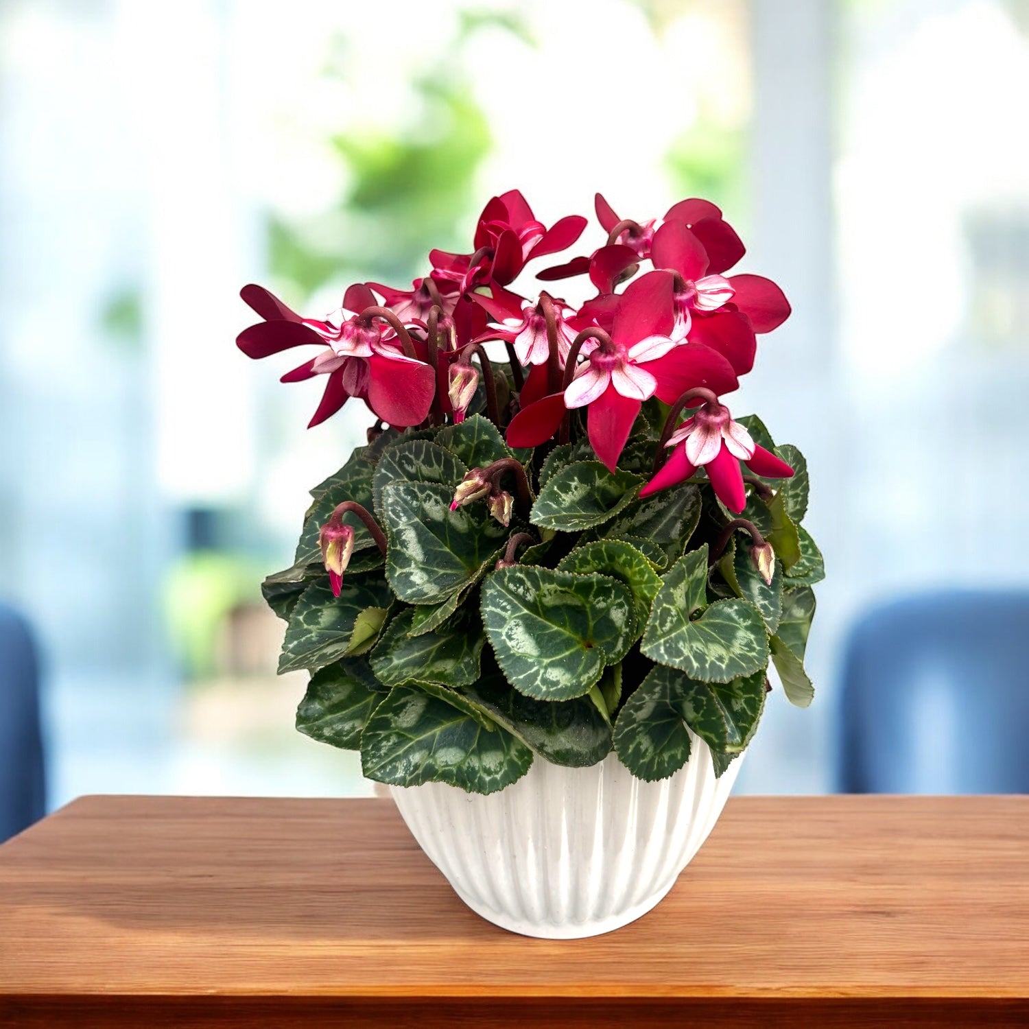 Cyclamen 'Angels' (Djix Wine Red) – flori ondulate, elegante
