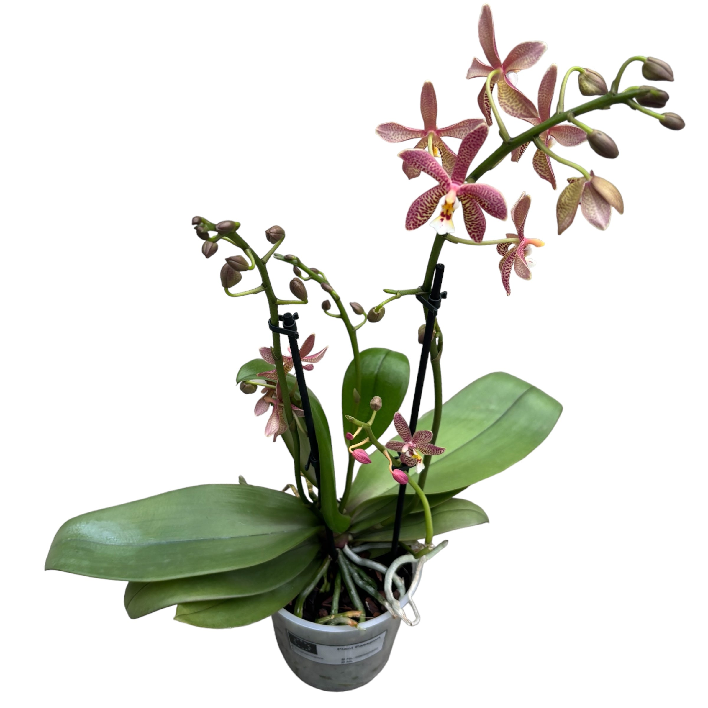 Phalaenopsis Bronze Maiden (schilleriana × mannii 'Black')