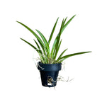 Tolumnia Jairak Flyer 'Red Cherry'