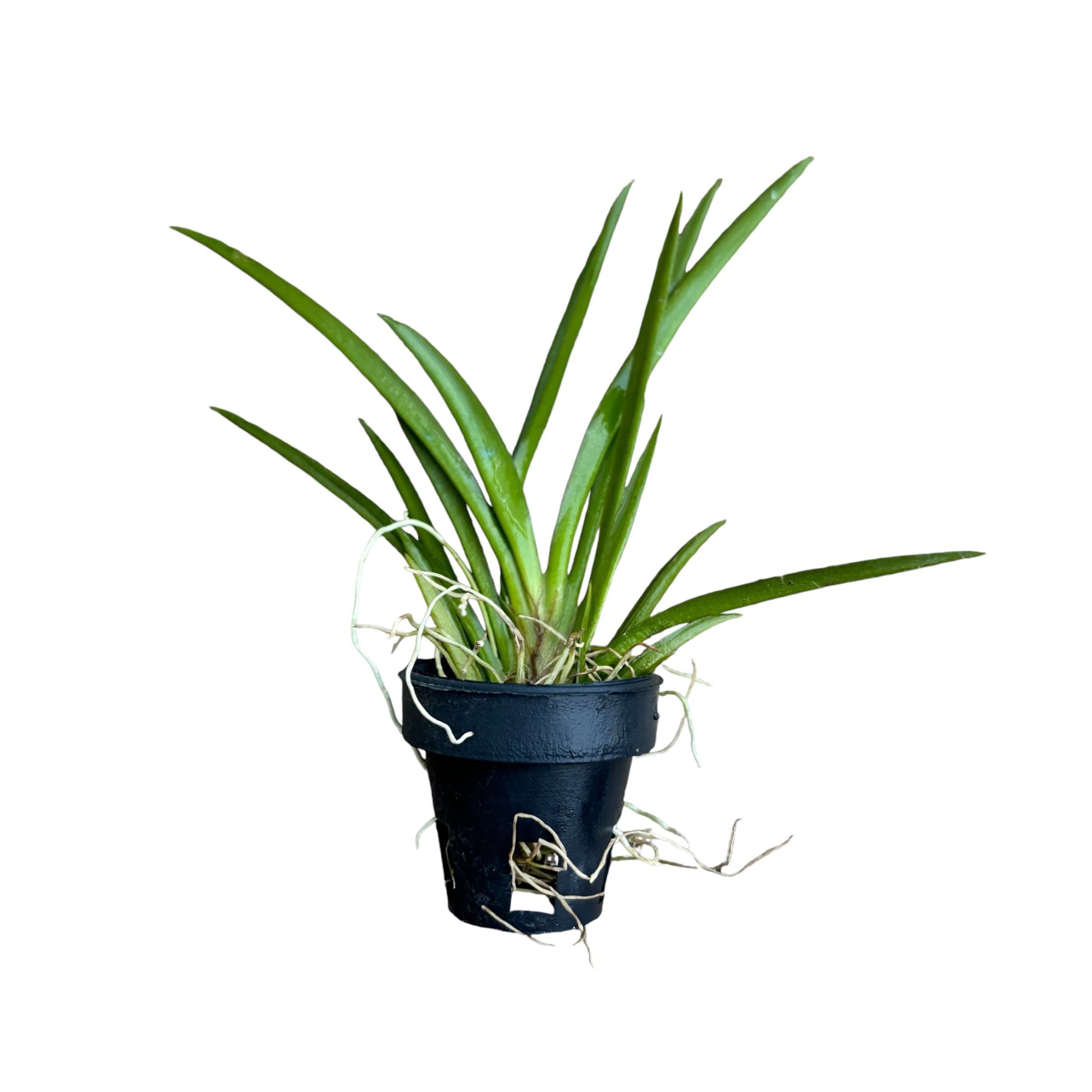 Tolumnia Jairak Flyer 'Red Cherry'