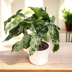 Syngonium podophyllum fläckig 'Mojito'