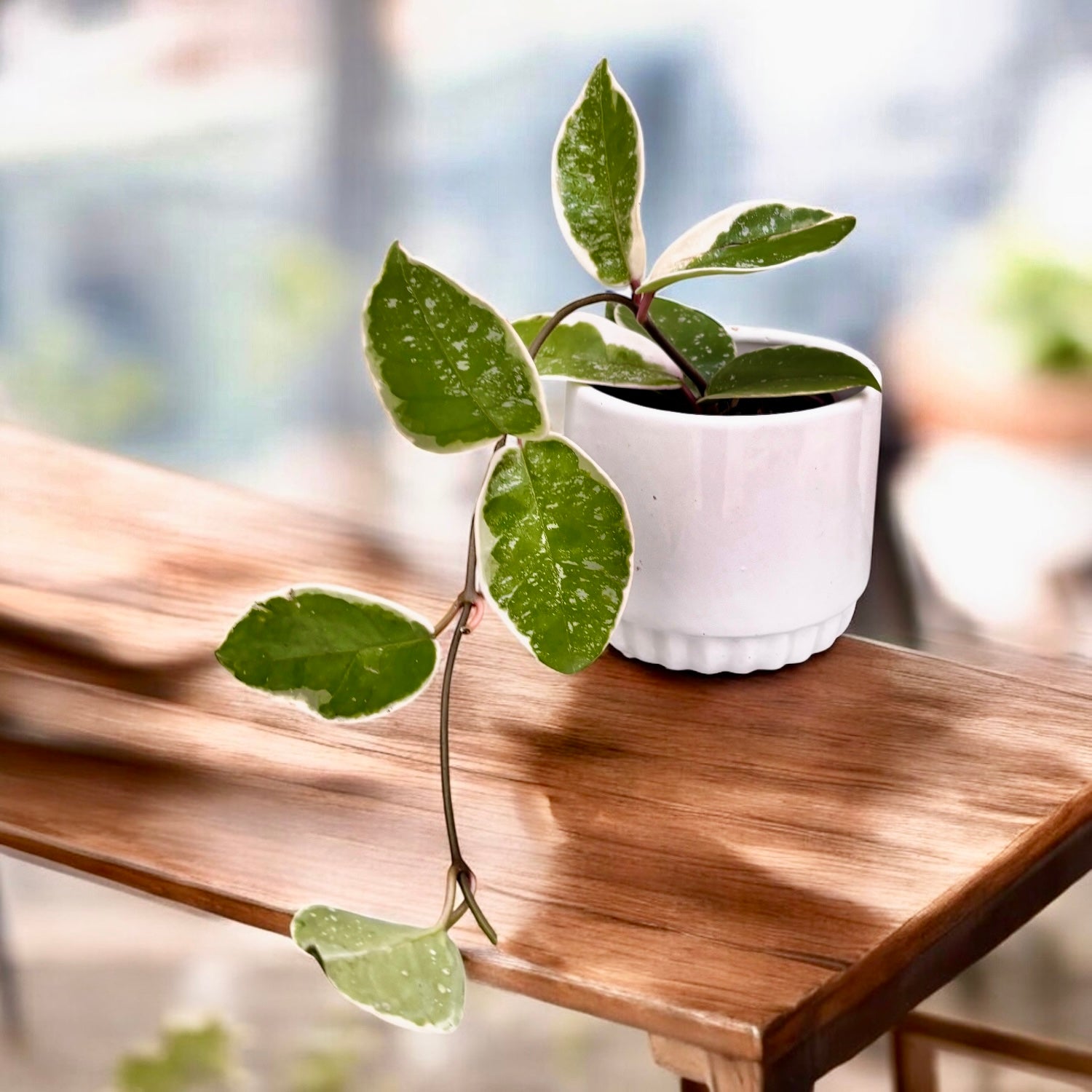 Hoya carnosa 'Krimson Queen' (splash)