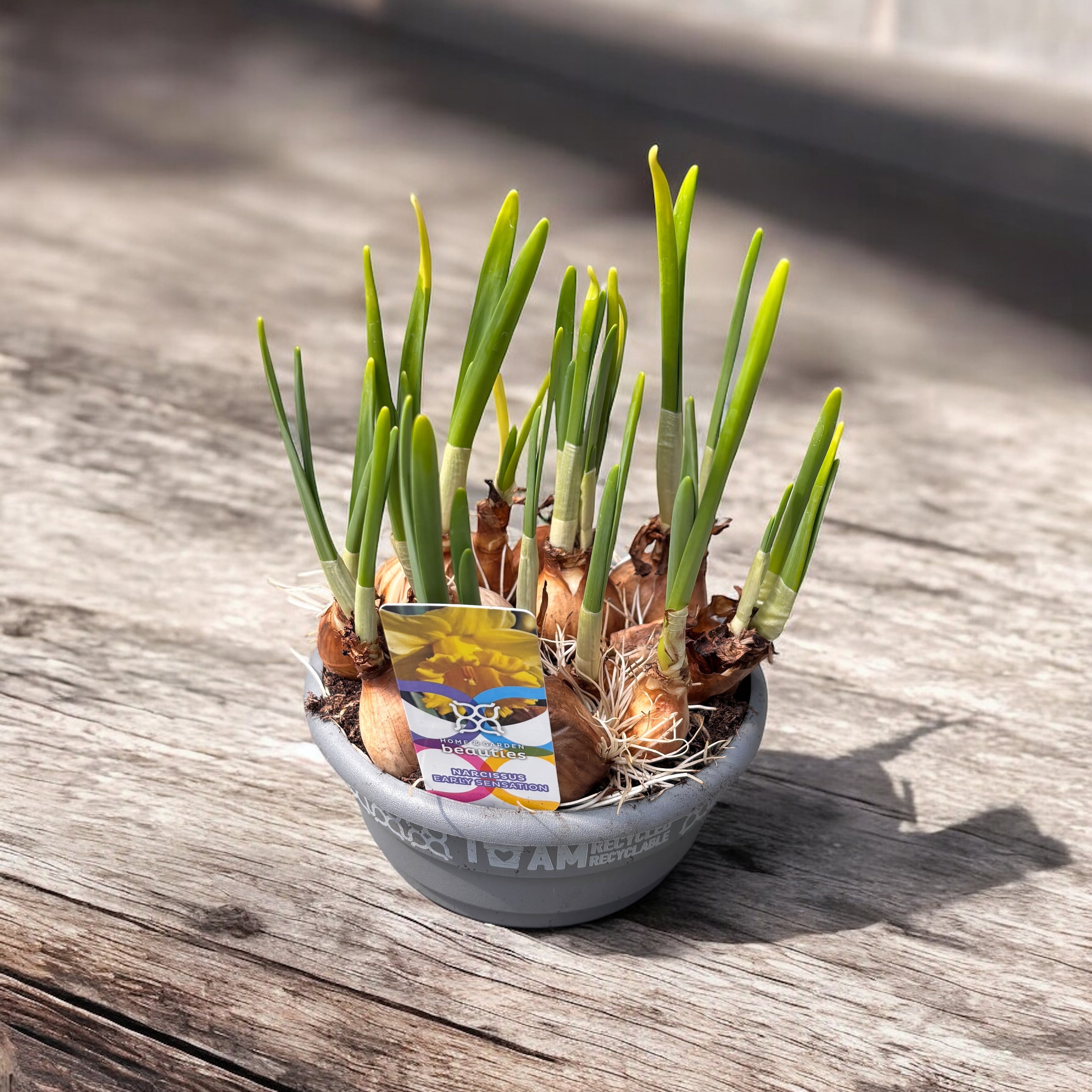 Narcise galbene cu flori mari  - Narcissus ‘Early Sensation’