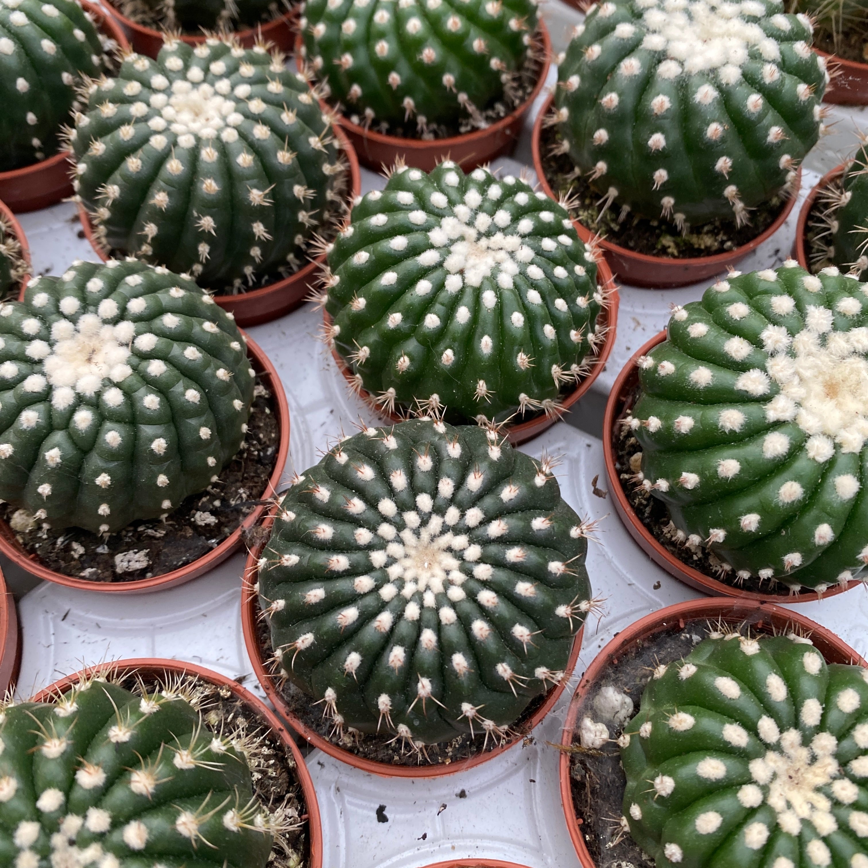 Notocactus uebelmannianus f. inermis