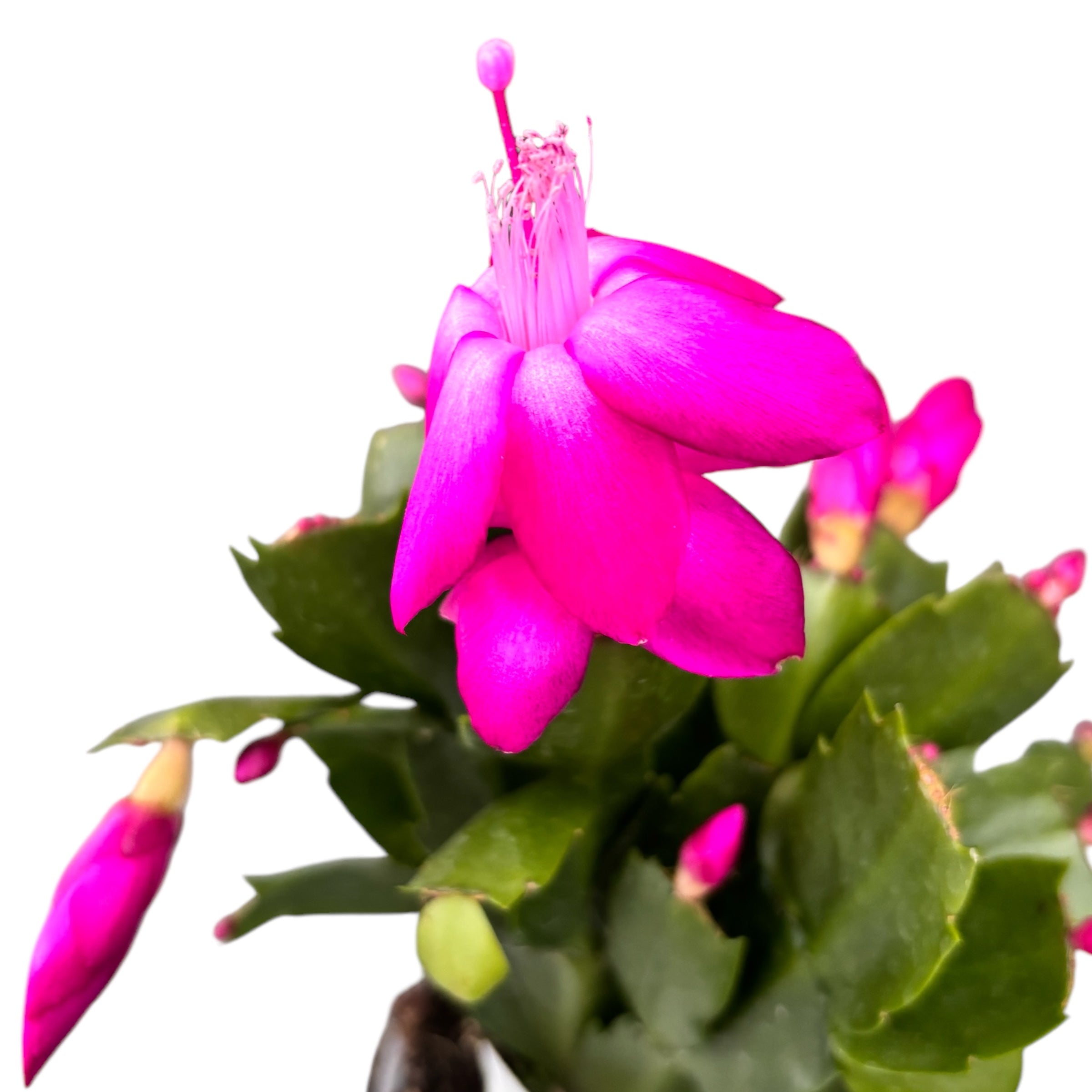 Schlumbergera ‘Thor Sharon’ (Craciunita fuchsia-ciclam) 2pp