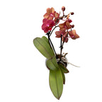 Phalaenopsis multiflora