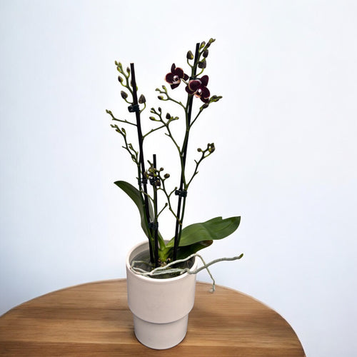 Phalaenopsis Sogo Banana Čokoláda