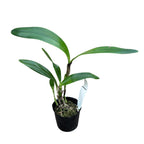 Cattleya bowringiana var. red parfumata