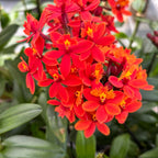 Epidendrum radicans 'Nordic Fire’