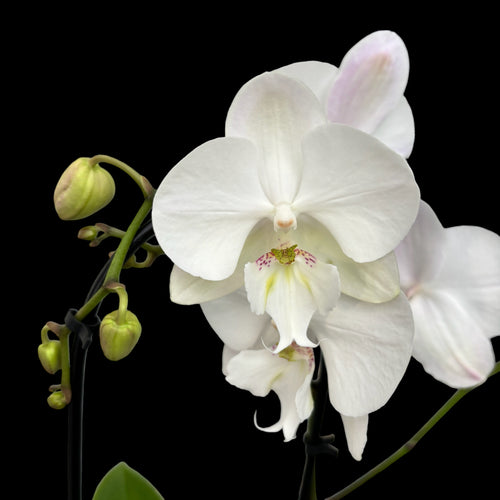 Phalaenopsis Charming Snow '1275' grande labbro