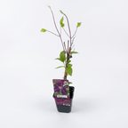 Klemátisz - Clematis 'Rouge Cardinal' (Késői Nagyvirágú Csoport)