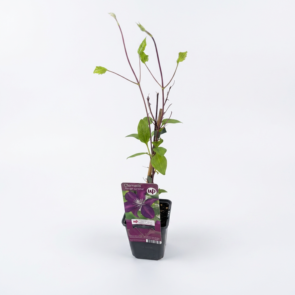 Klemátisz - Clematis 'Rouge Cardinal' (Késői Nagyvirágú Csoport)