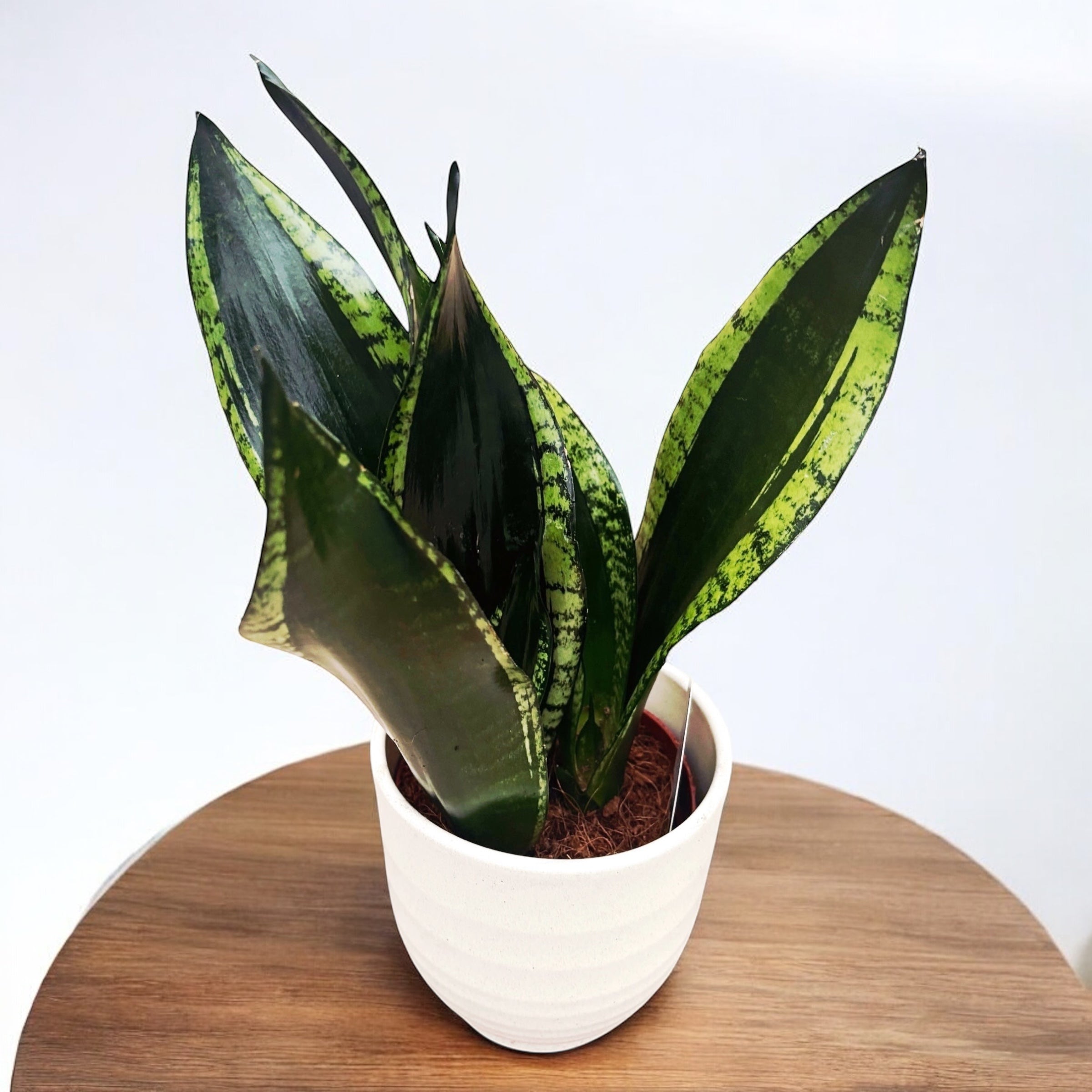 Sansevieria ‘Silver Flame’ (Whitney) 2pp