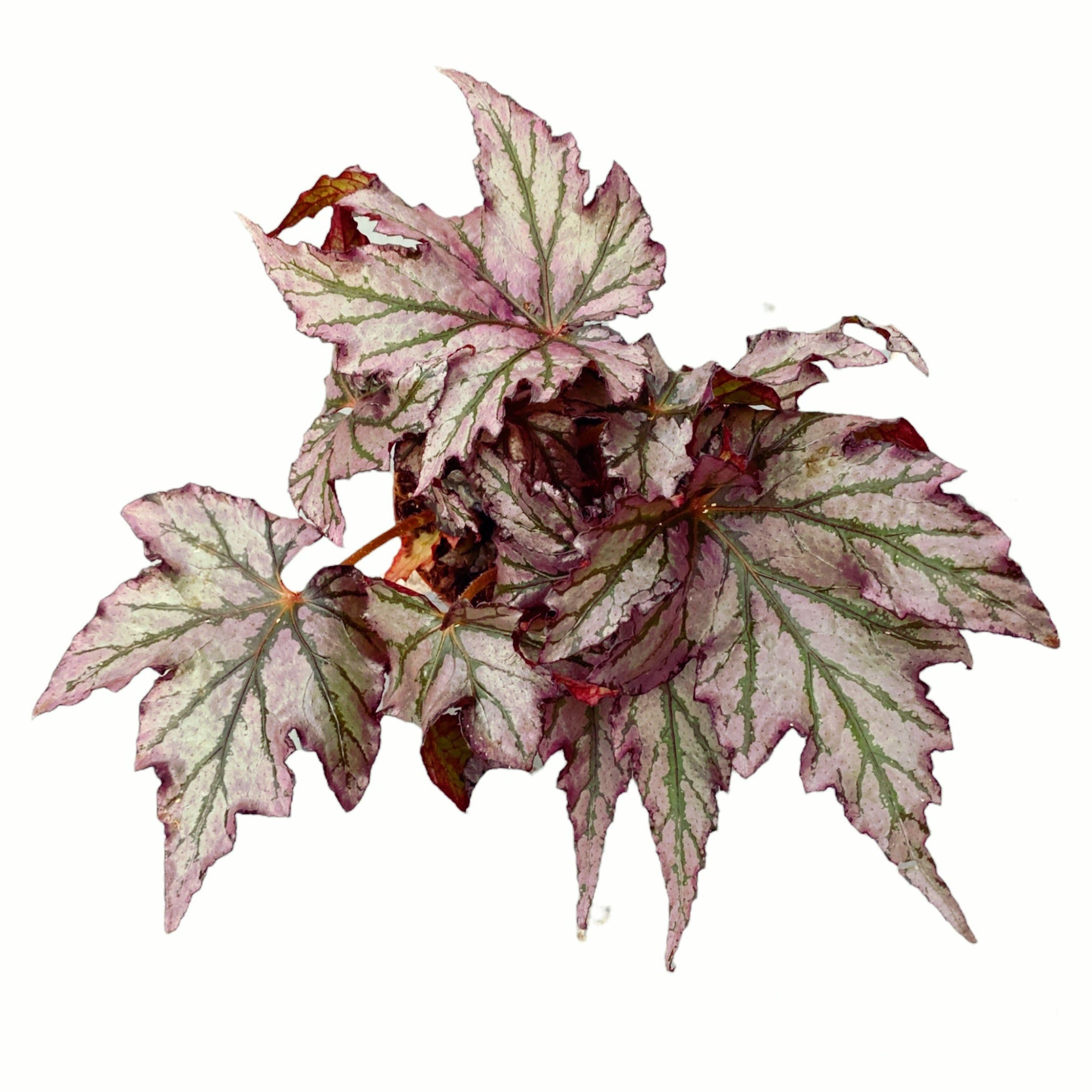 Begonia Bewitched Silver Pink
