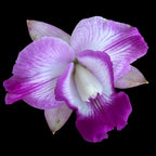 Rlc. Tsiku Amante parfumata