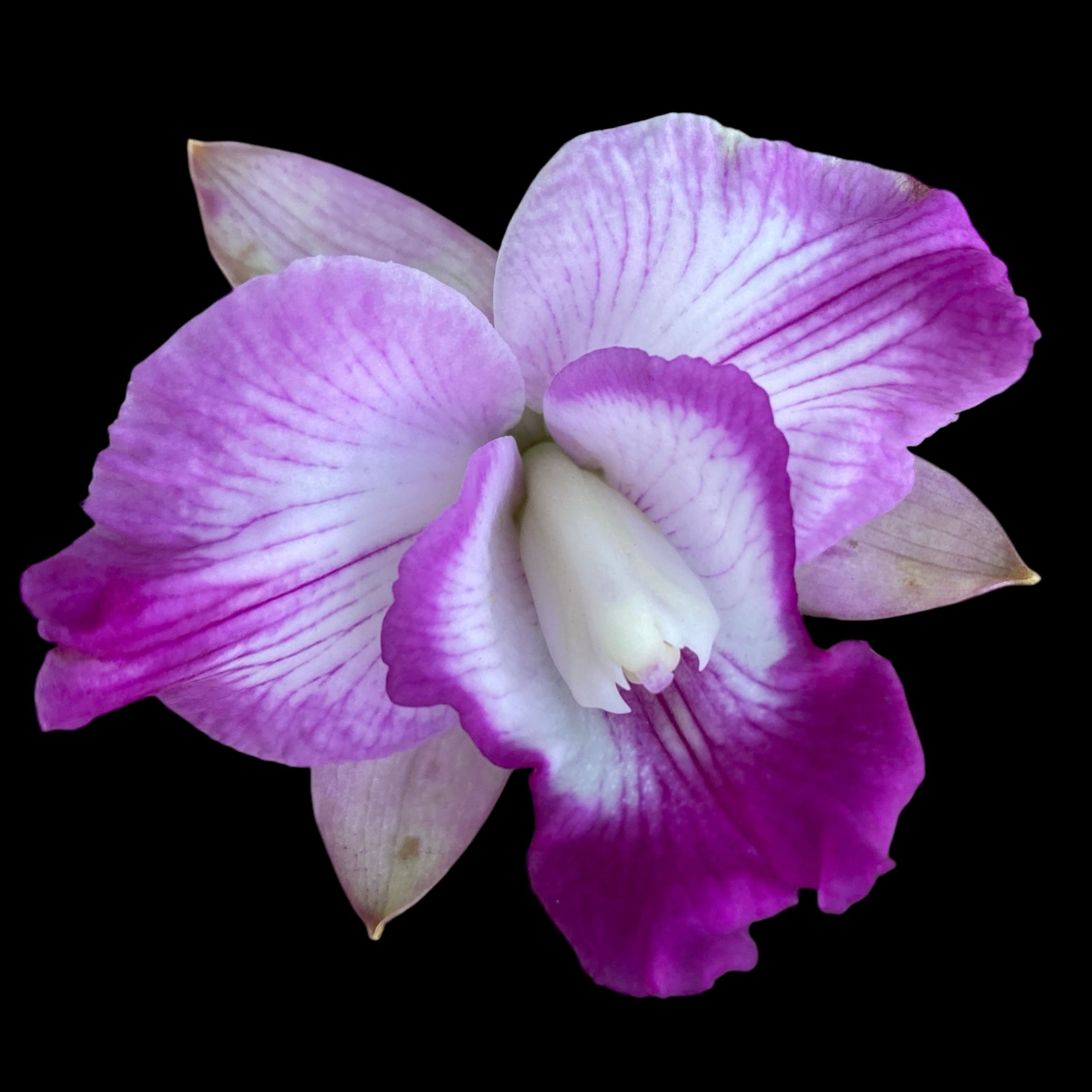 Rlc. Tsiku Amante parfumata