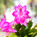 Schlumbergera truncata ‘Flame Pink’ -  cactus de Craciun