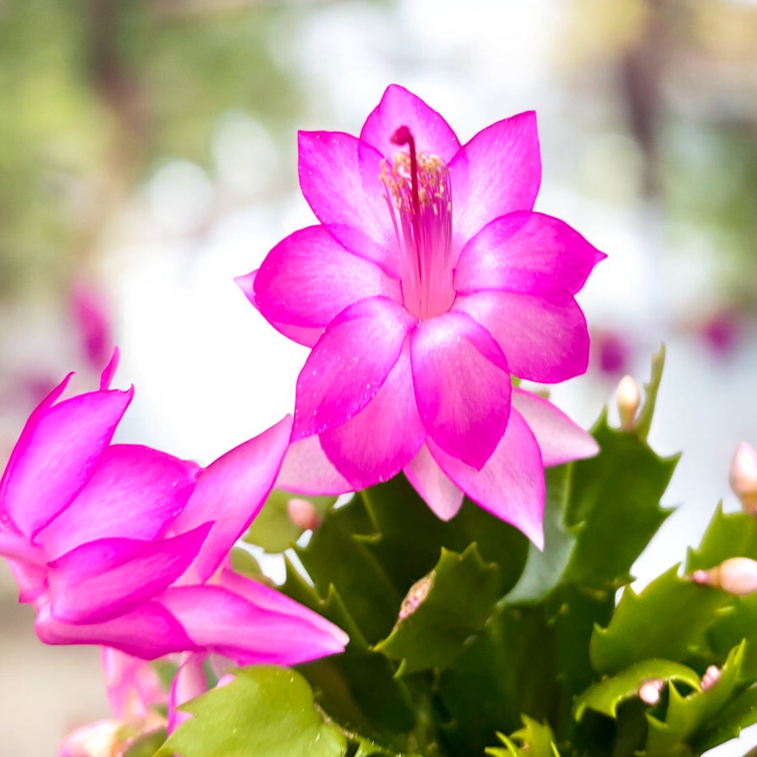 Schlumbergera truncata ‘Flame Pink’ -  cactus de Craciun