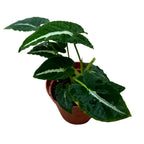 Syngonium Wendlandii D9