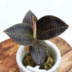 Anoectochilus roxburghii hayata 'Hong Sia' (Jewel Orchid)