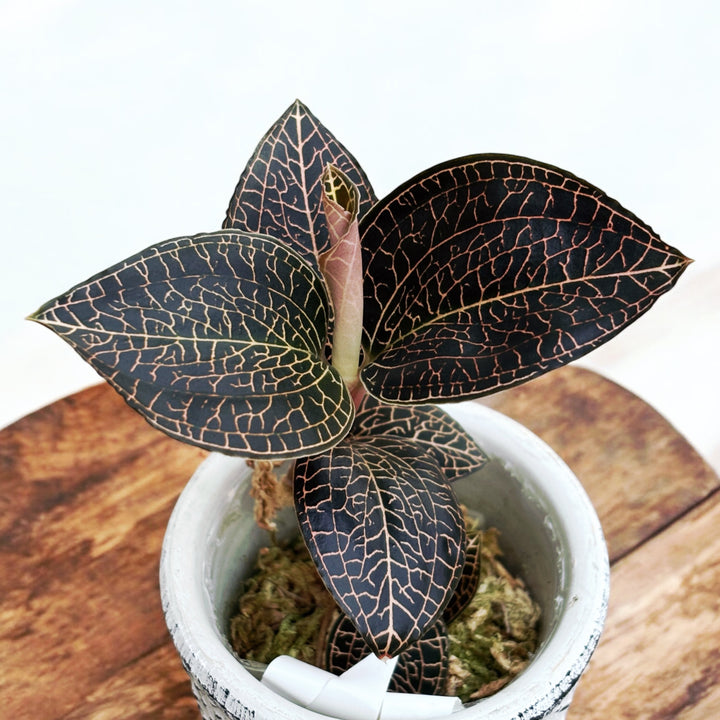 Anoectochilus roxburghii hayata 'Hong Sia' (Jewel Orchid)