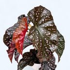 Begonia 'Cracklin' Rosie' - efektowne liście w odcieniach różu metalicznego i srebrnego