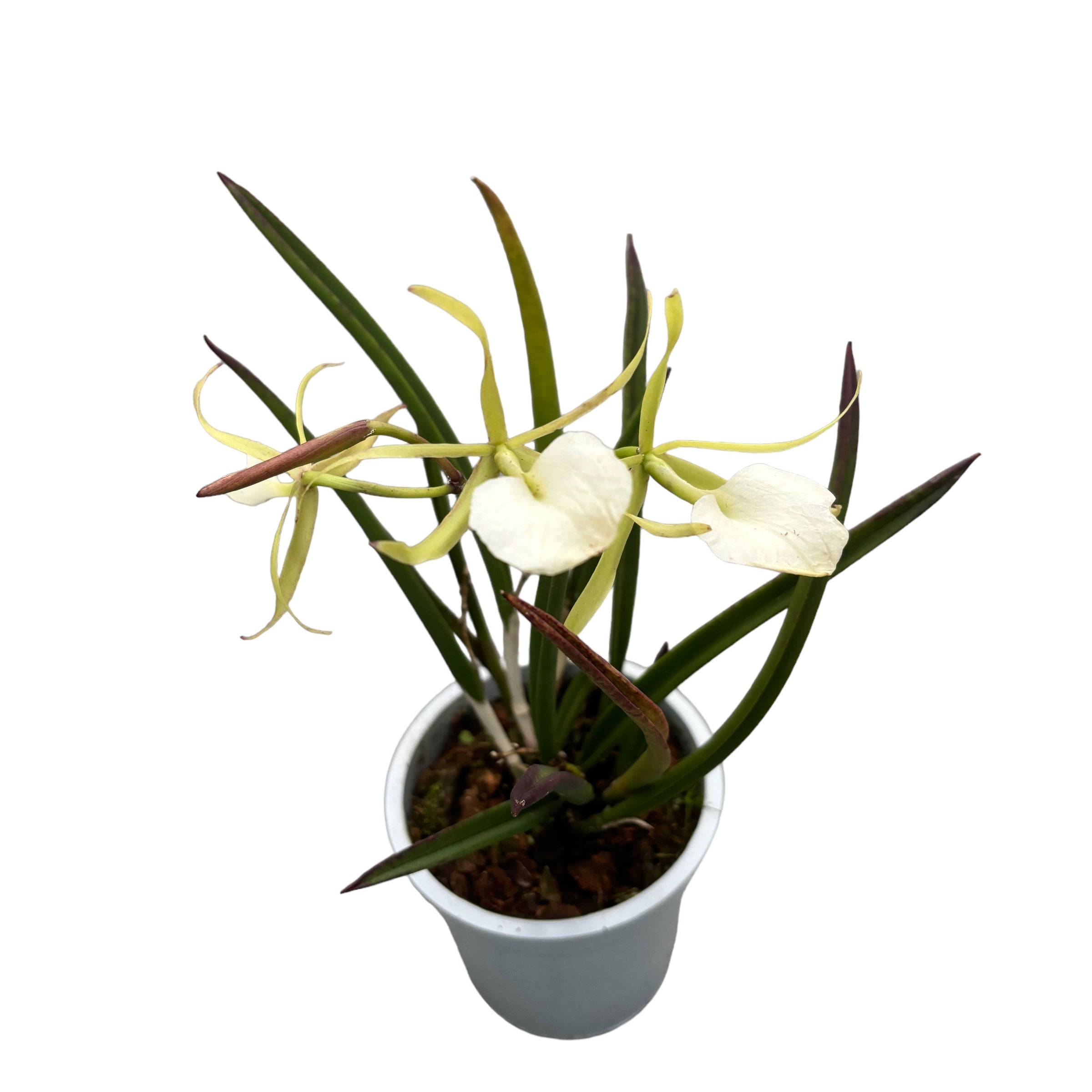 Brassavola Cordata (syn. Brassavola Subulifolia) Parfumata – Floraria ...