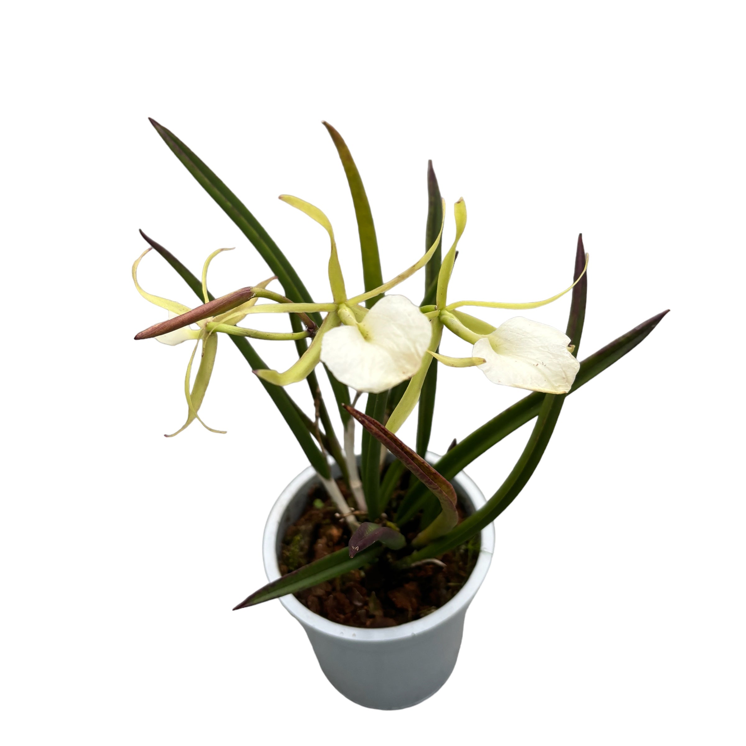 Brassavola cordata (sin. Brassavola subulifolia) profumata