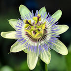 Passiflora caerulea (floarea pasiunii) - arcada
