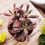 Kalanchoe 'Pink Butterfly' (Ružová matka tisícov) D8