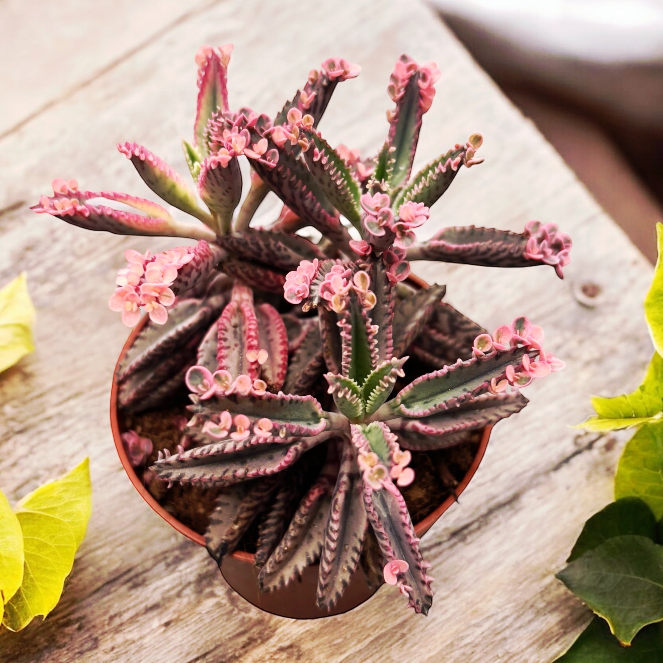 Kalanchoe 'Pink Butterfly'  (Pink Mother of Thousand) D8