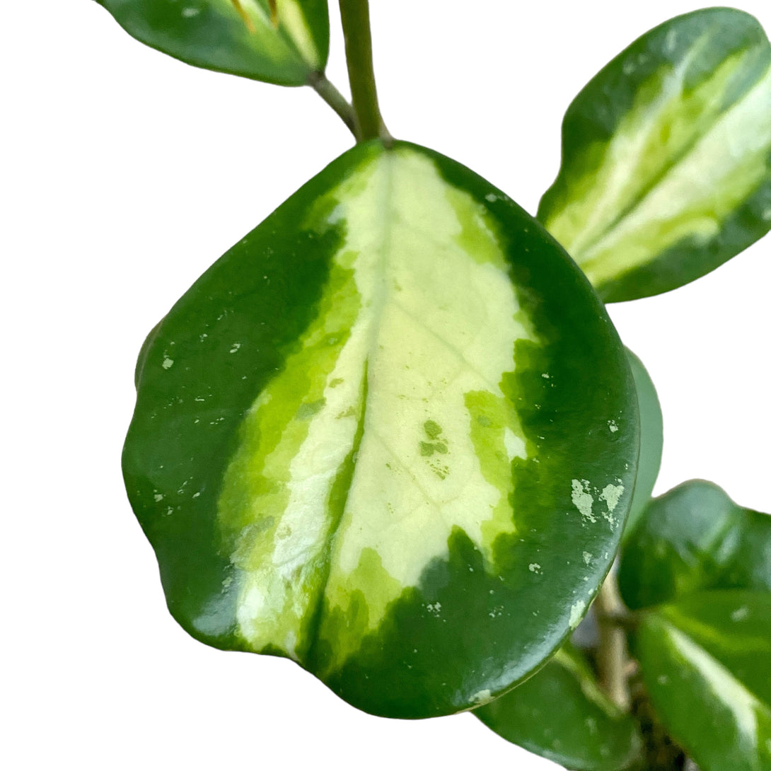 Hoya obovata 'Variegata'