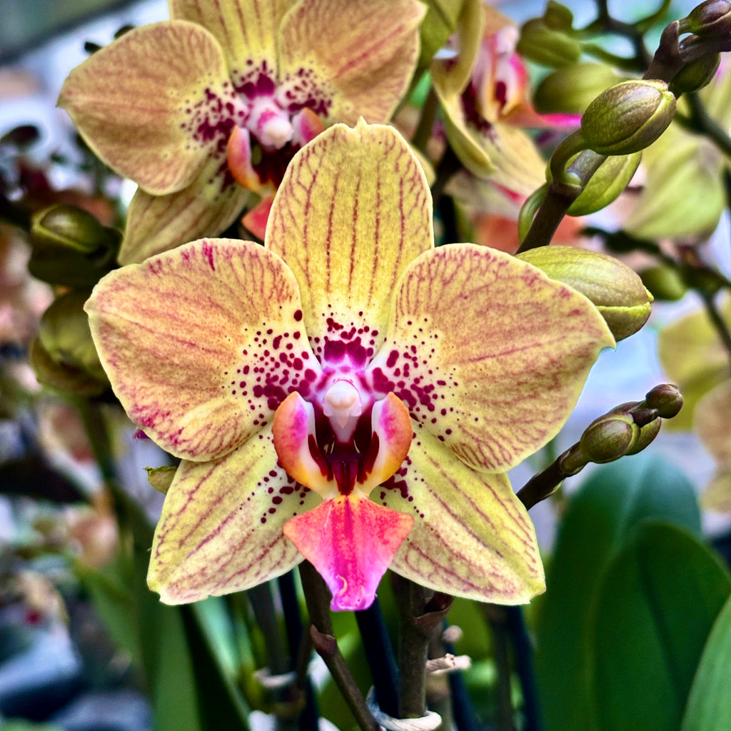 Phalaenopsis 'Elegant Charmer' (Karin Aloha) - egzotikus bájú orchidea meleg árnyalatú festett virágokkal