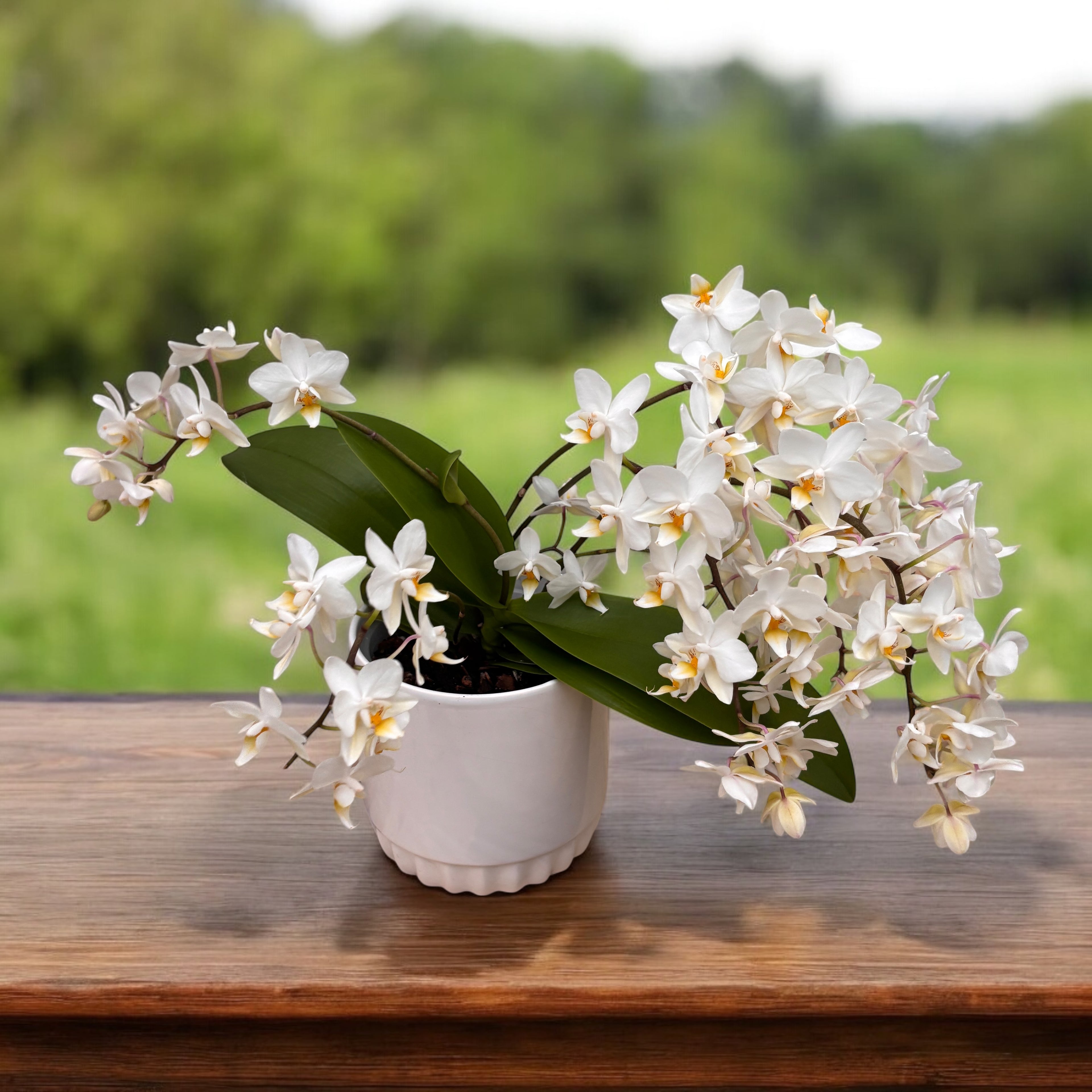 Phalaenopsis Soft Cloud