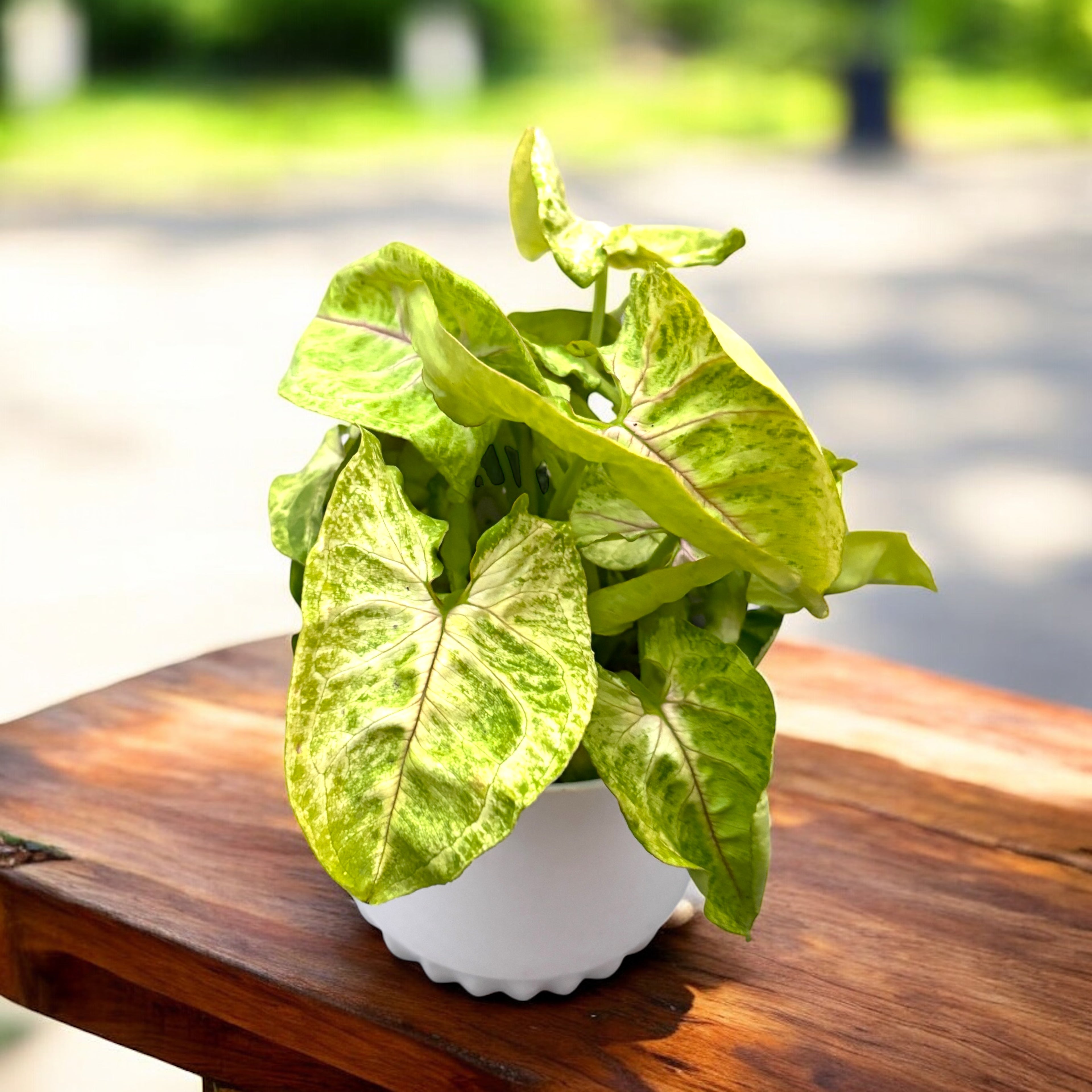 Syngonium ‘Mango Lime’ – frunzis vibrant cu nuante de lime