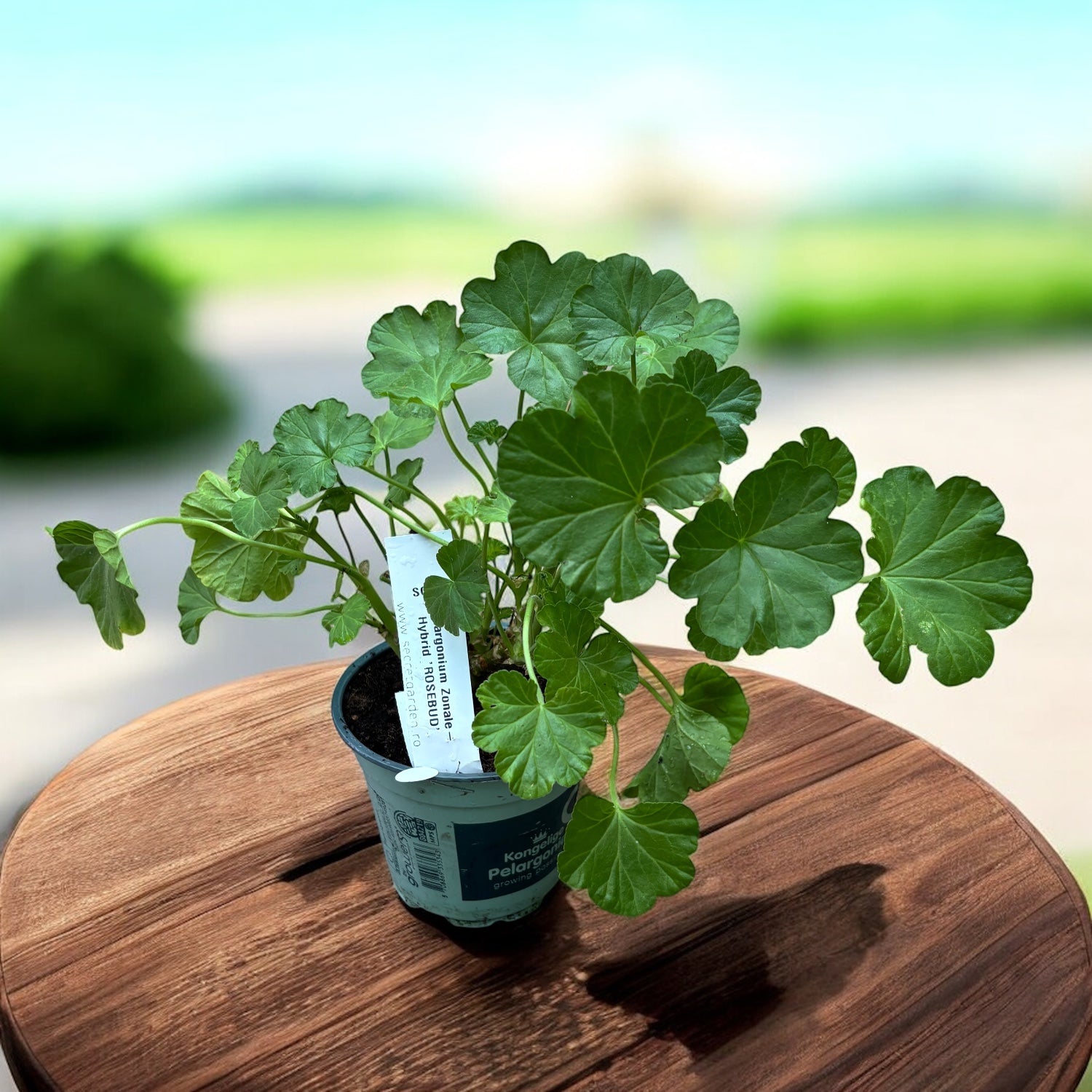 Muscata trandafir - Pelargonium Hybrid Rosebud