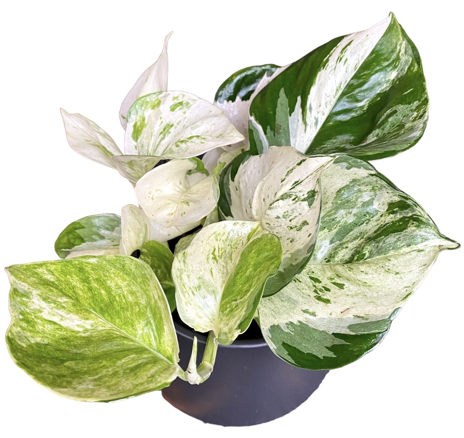 Epipremnum aureum ‘Manjula’ (Happy Leaf) 3-4 plante/ghiveci