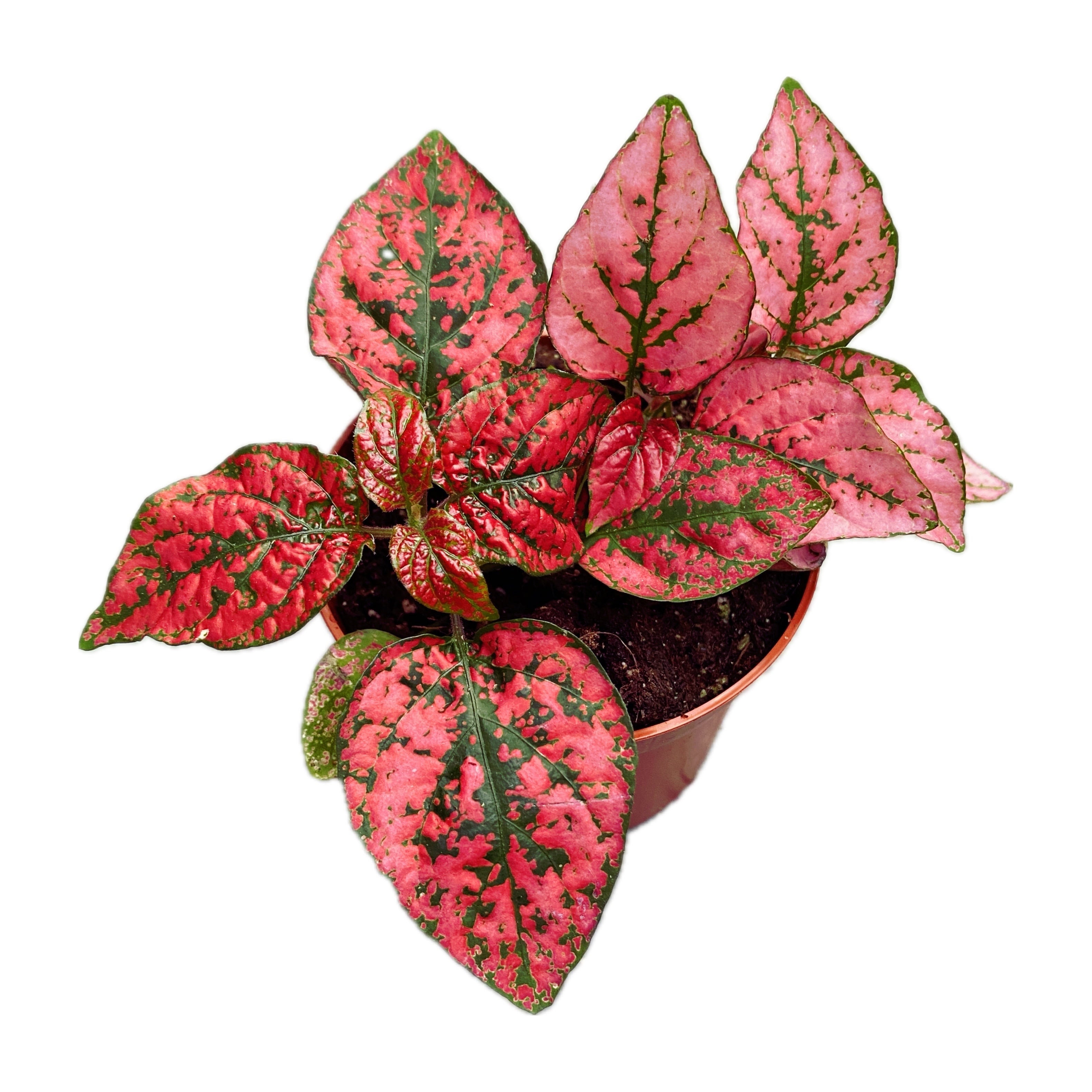 Hypoestes phyllostachya Red (planta cu pistrui)