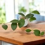 Hoya mindorensis 'Pink' - fragrant (developed specimens)