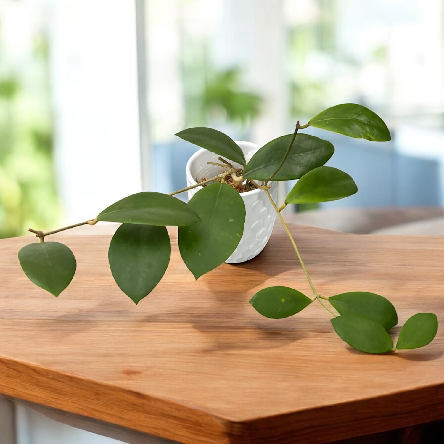 Hoya mindorensis 'Pink' - parfumata (exemplare dezvoltate)