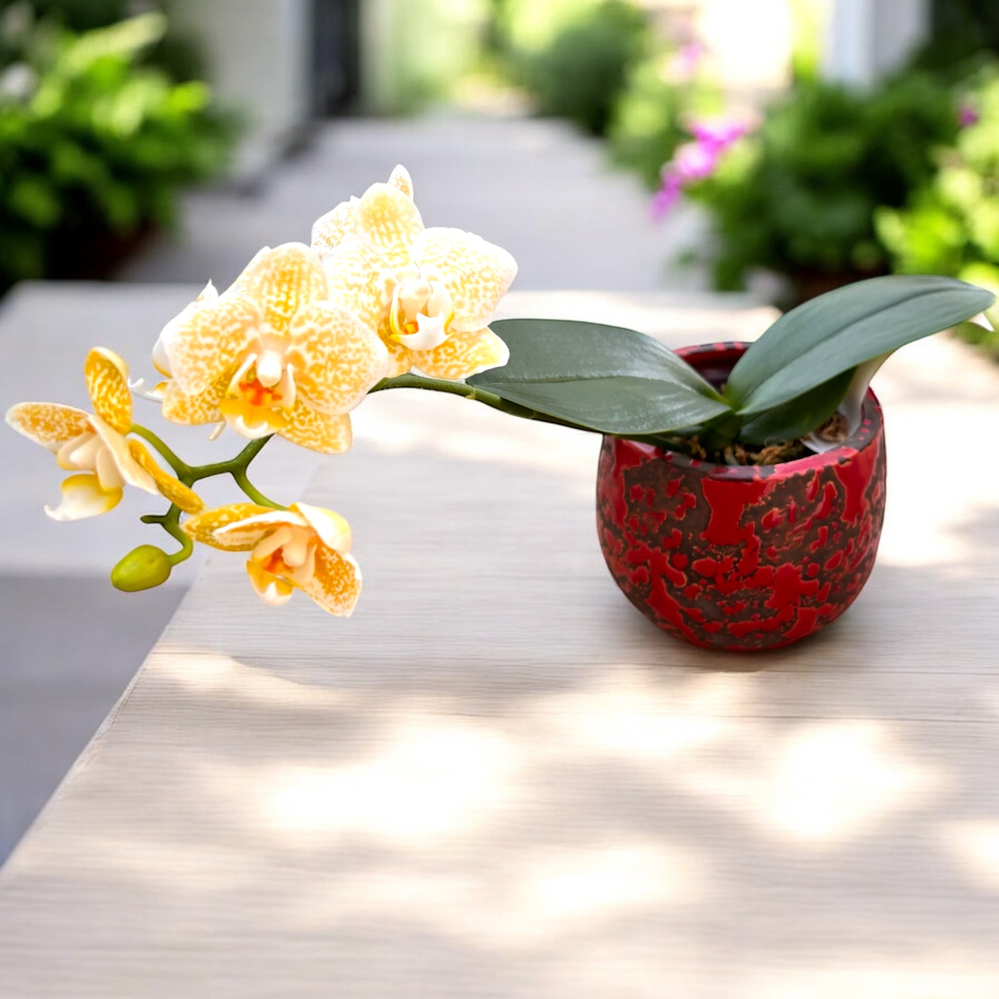 Phalaenopsis Yaphon Golden Leopard 'AN6609' – Secret Garden Plant Shop