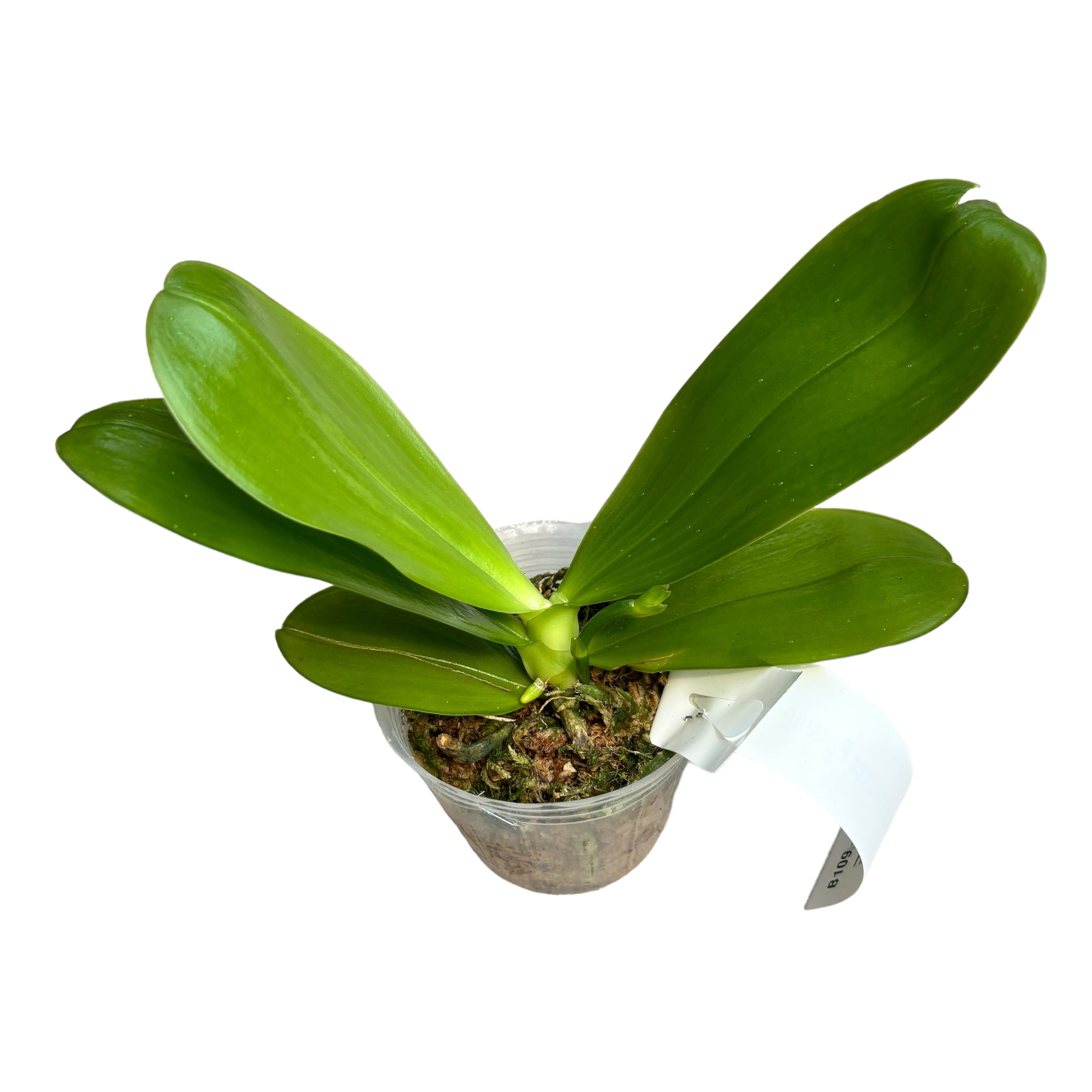 Phalaenopsis Hannover Passion duftende Blüten