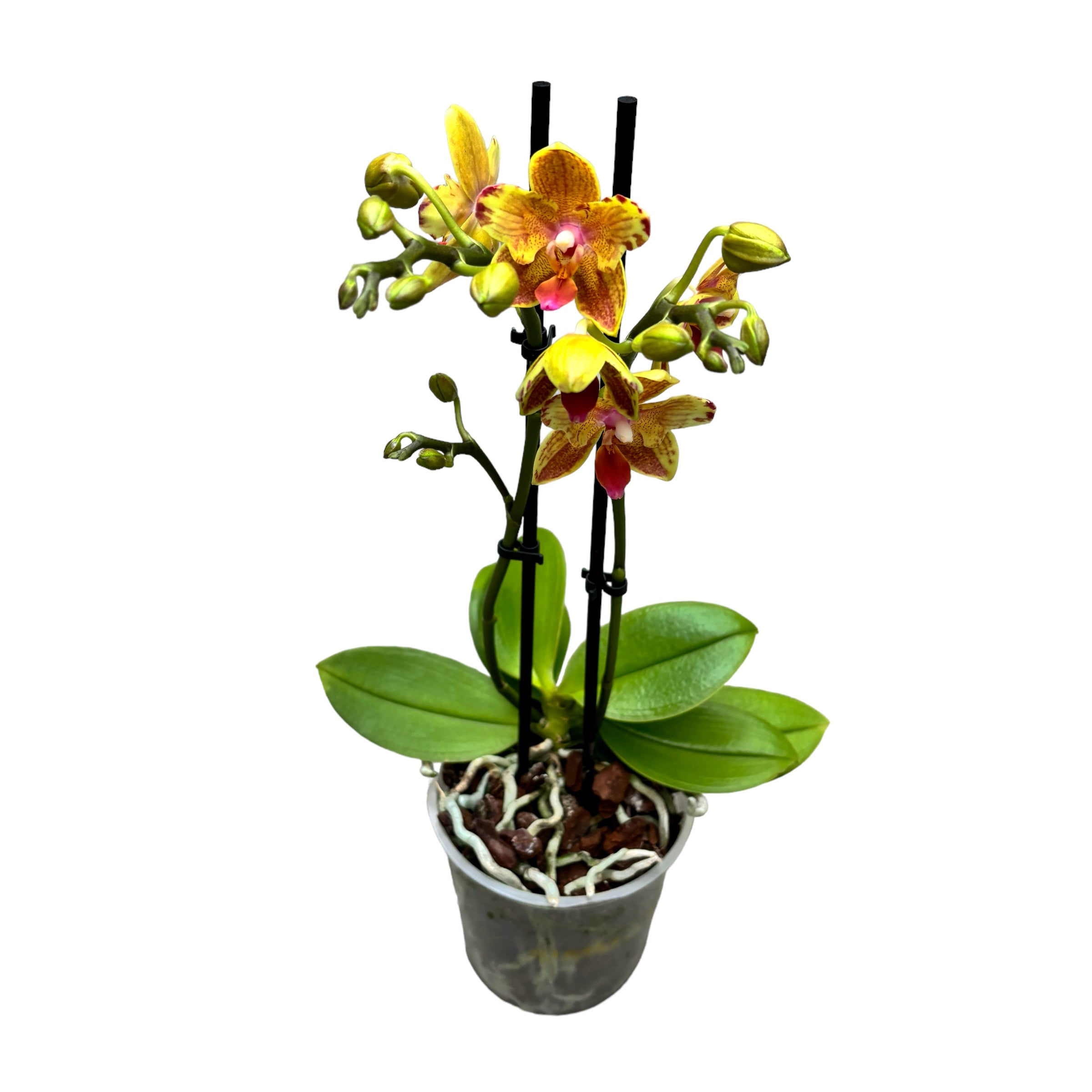 Phalaenopsis Yaphon Perbalm - farfalla pelorica