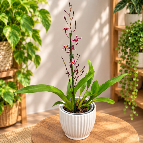 Oncidium Jairak Fragrance ‘Chocolate’ – fragrant orchid with intense chocolate notes