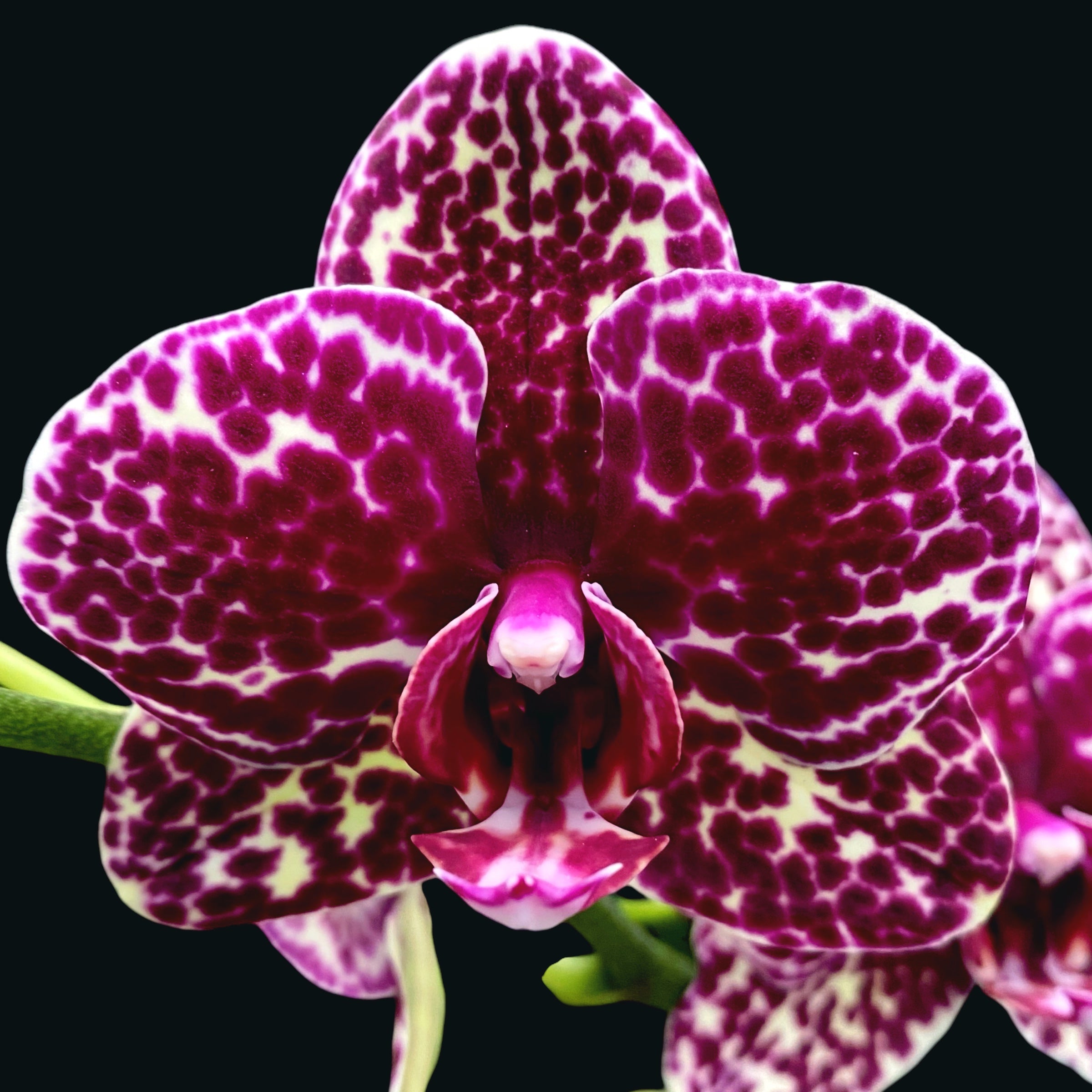 Phalaenopsis Lioulin Wild Cat