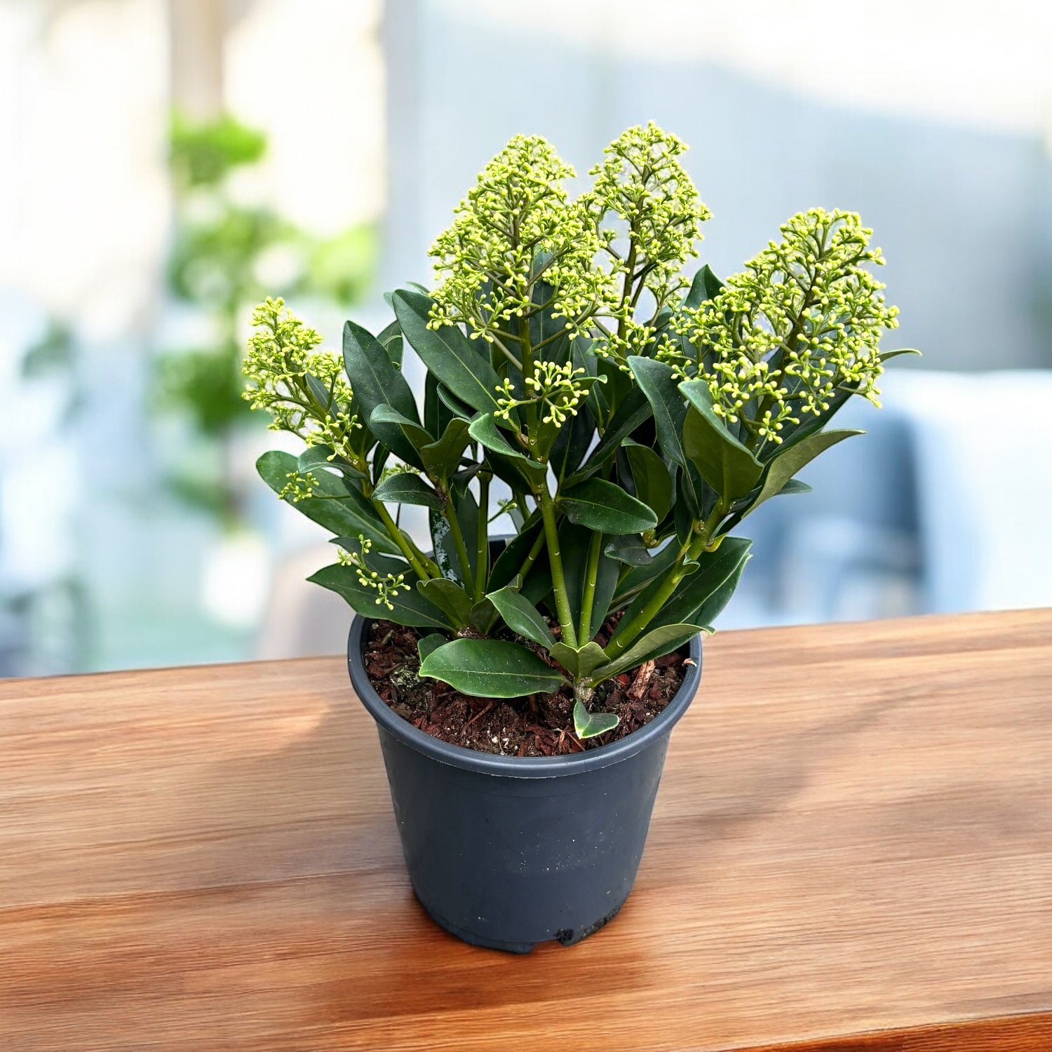 Skimmia japonica ‘Theresa’ (liliac  japonez) 3pp - flori parfumate