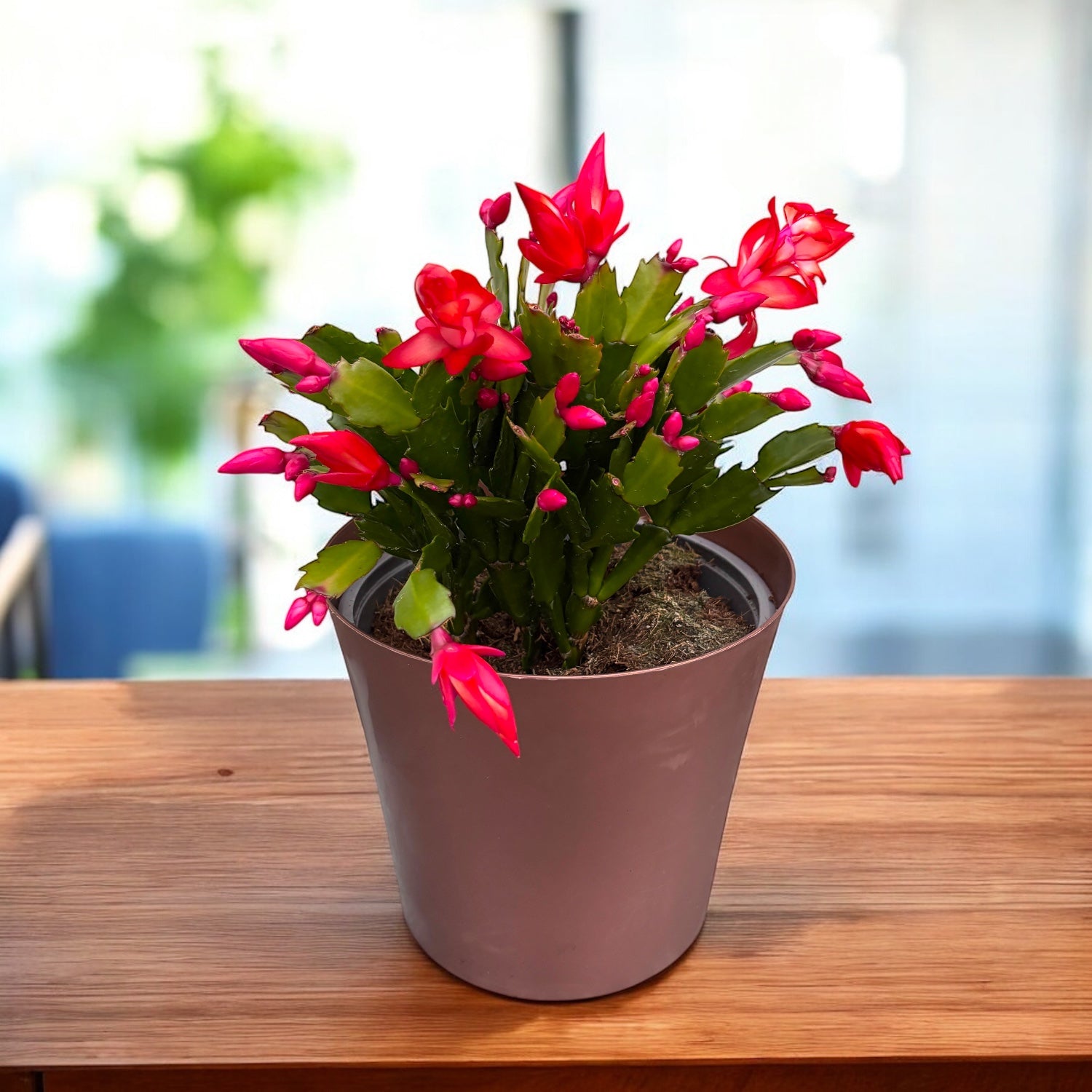 Schlumbergera ‘Sonic Red’ (craciunita) - exemplare XL