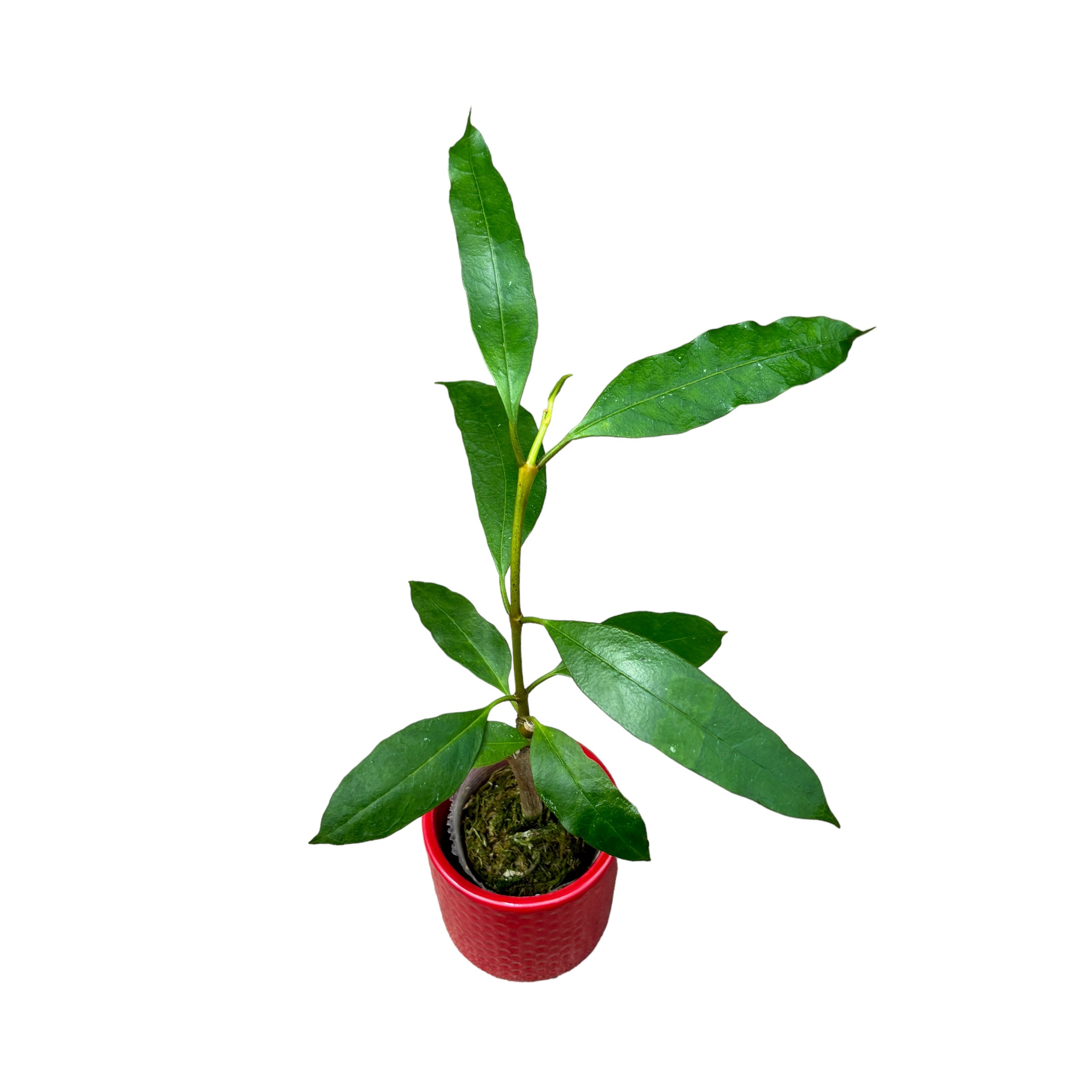 Hoya multiflora (SV-406)