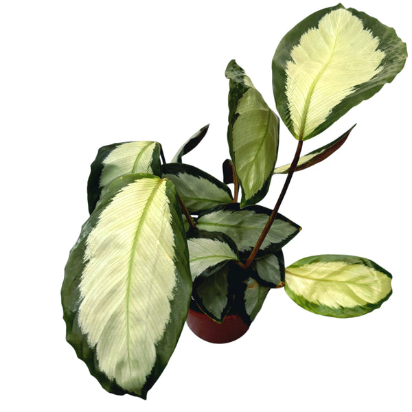 Calathea picturata Argentea - purifies the air